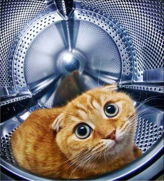 кот в стиральной машине